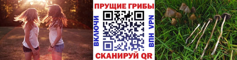 дарнет шоп  Искитим  Псилоцибиновые грибы Cubensis 